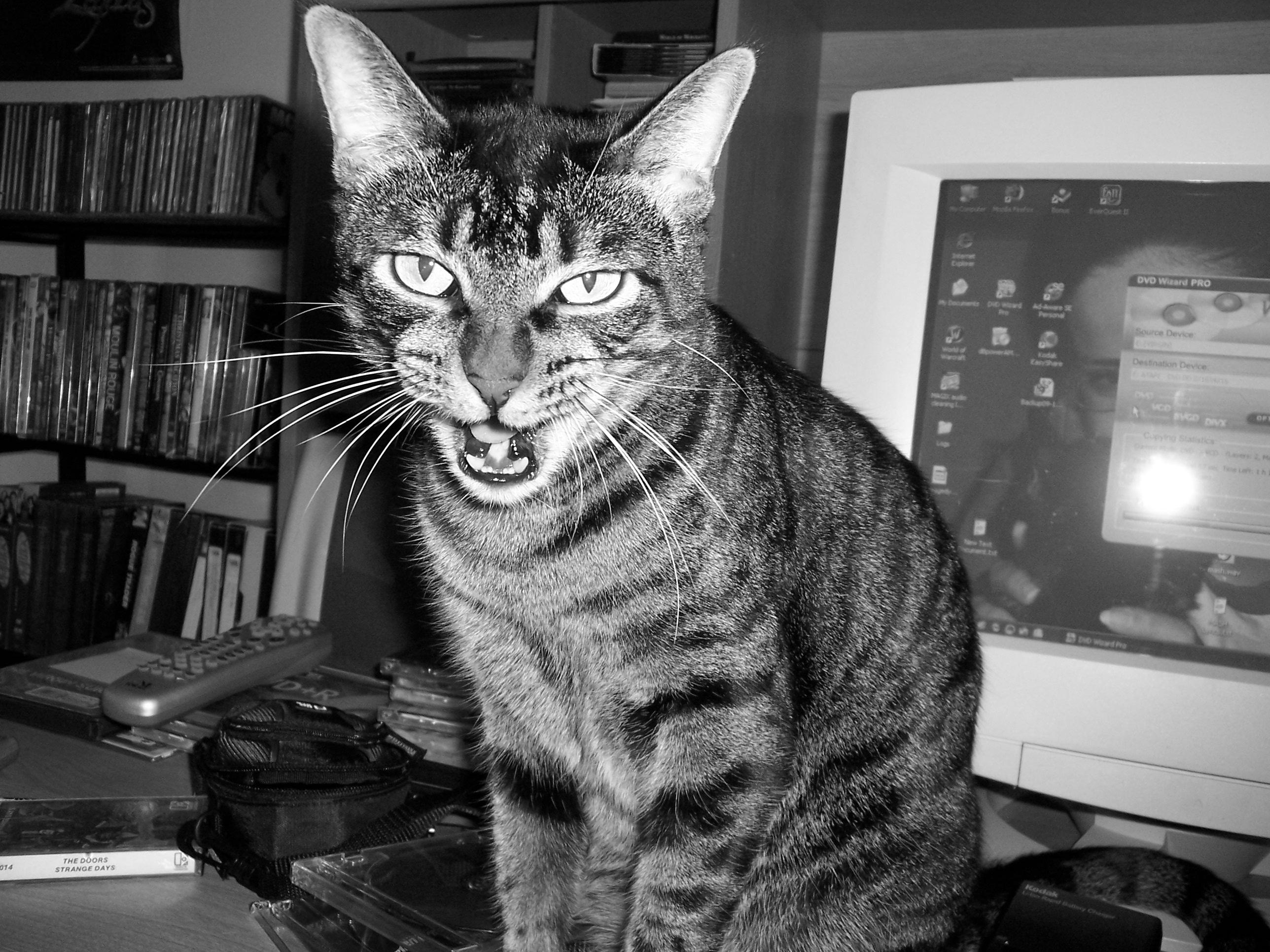 Cat